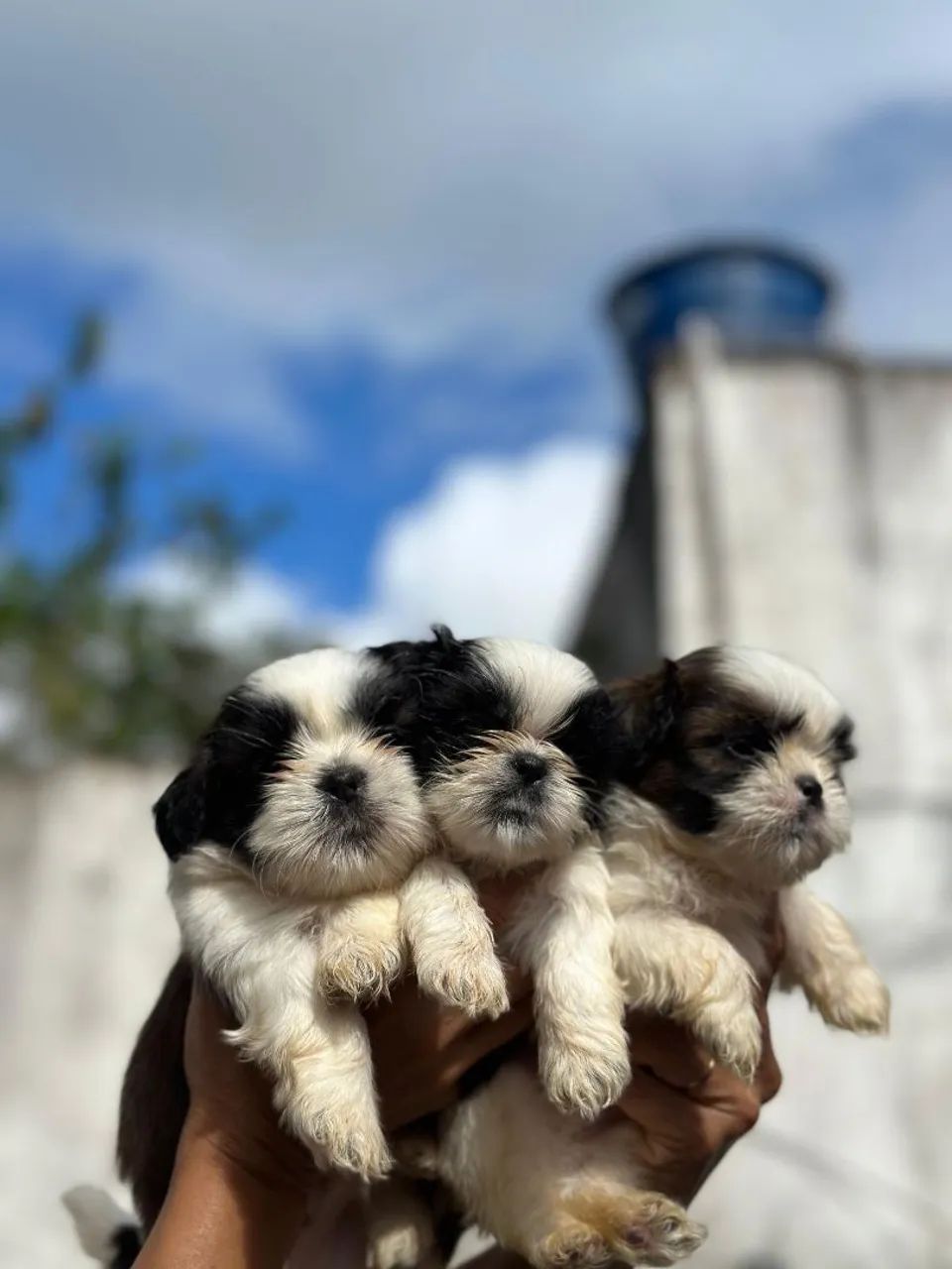 Shih Tzu - FILHOTES