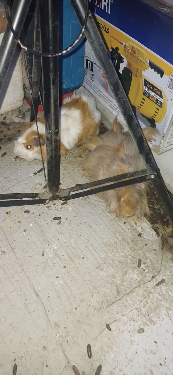 Vendo porquinho da Índia - Foto 5