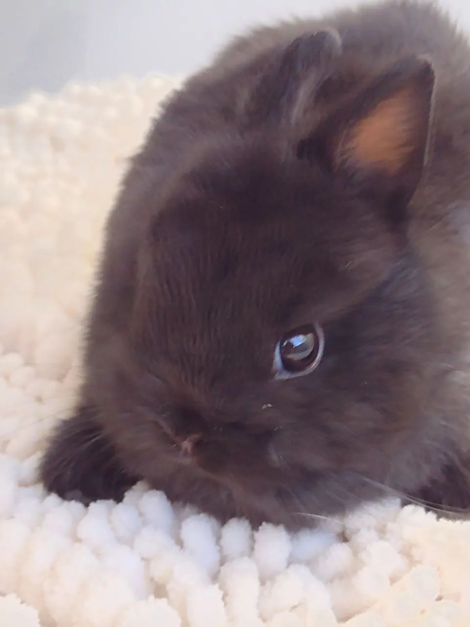 Dwarf Rabbit..430187406742016002
