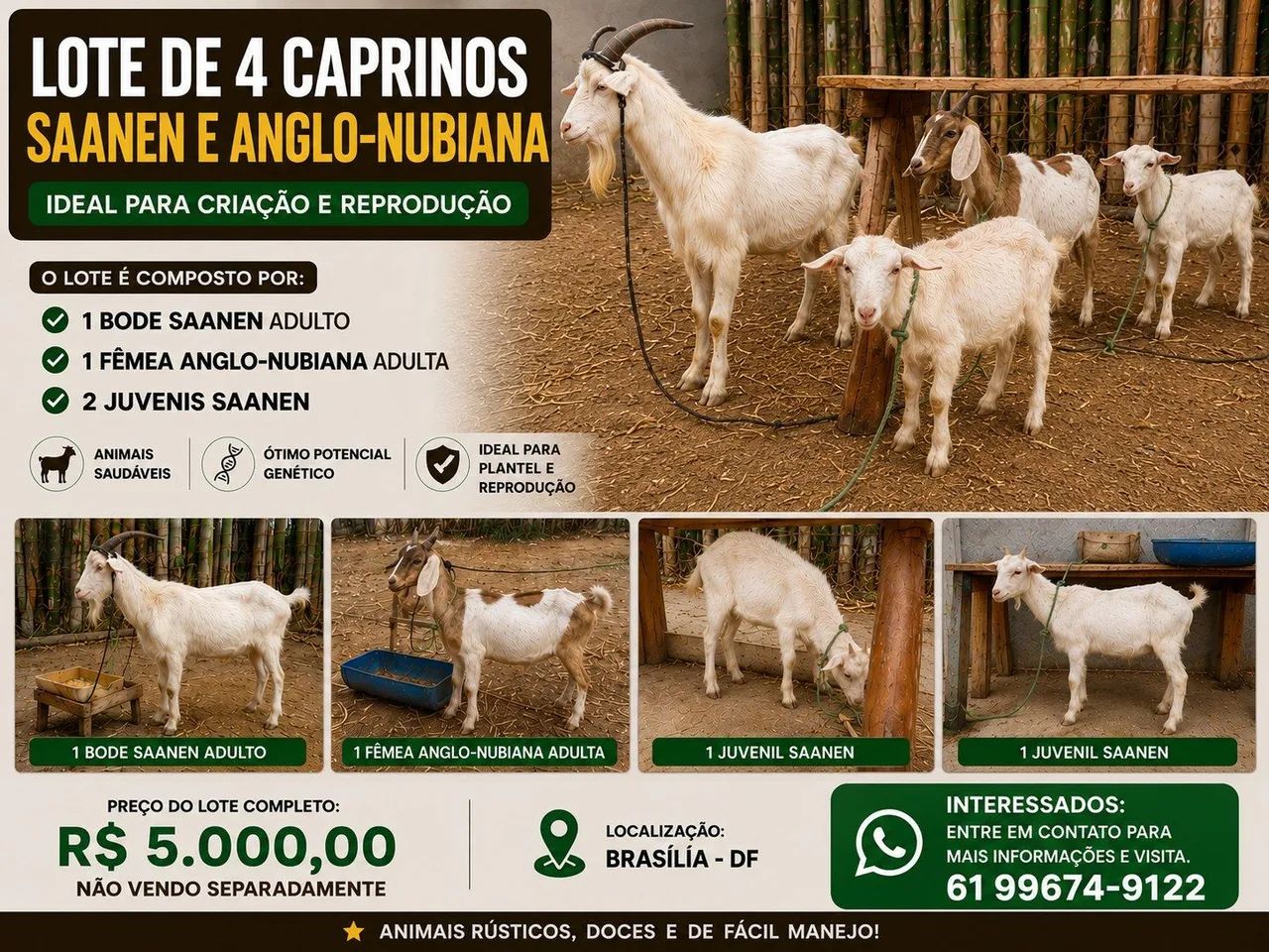 Bode saanen e cabras 