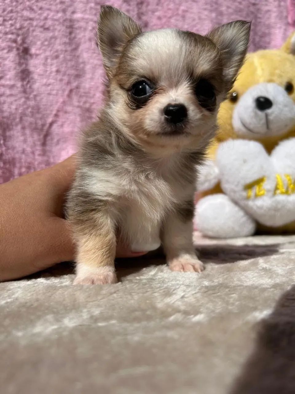 Vendo chihuahuas micro 
