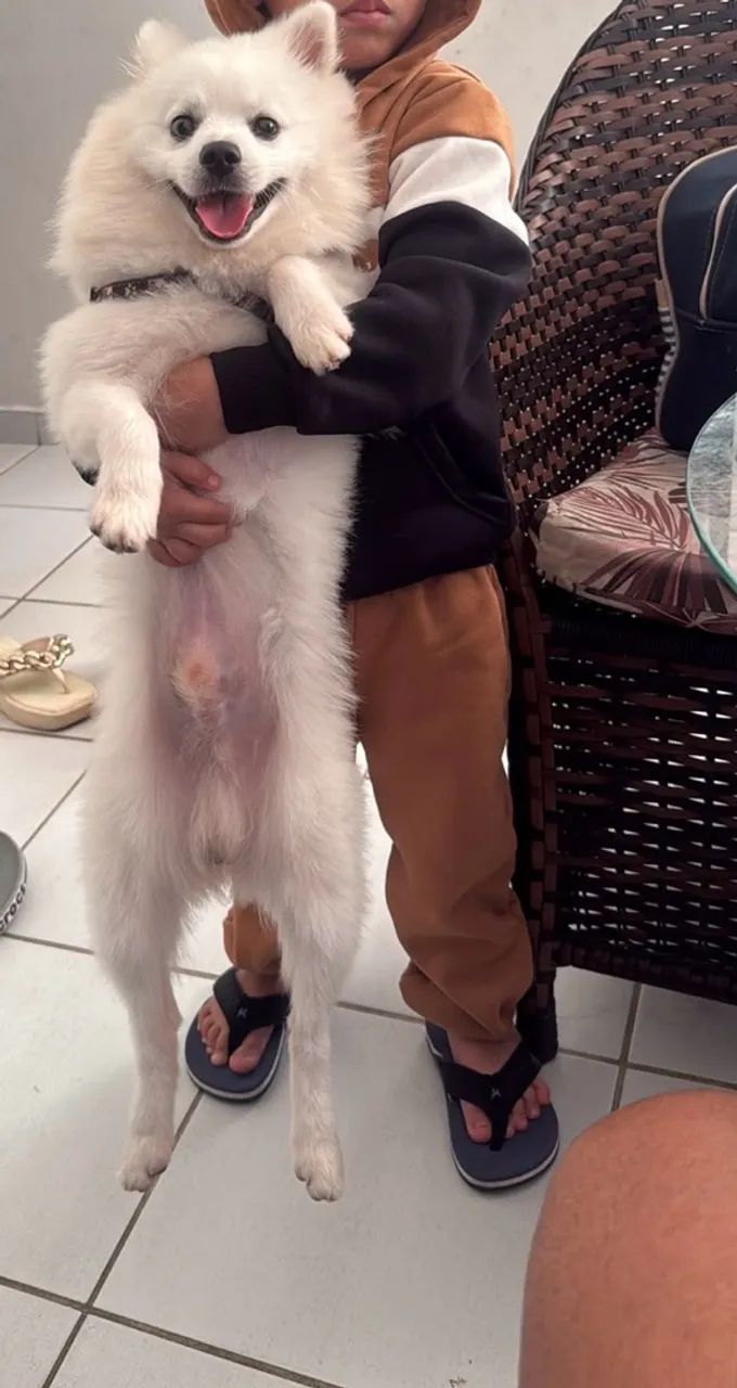 Cachorro sptzi alemao - Foto 2