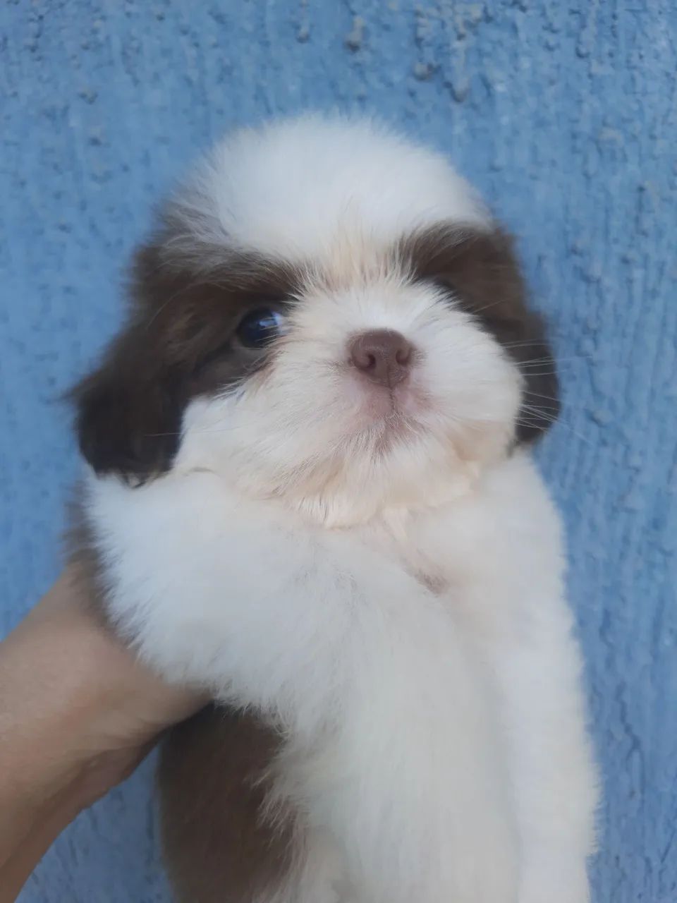 Shih Tzu Chocolate com Branco  - Foto 2