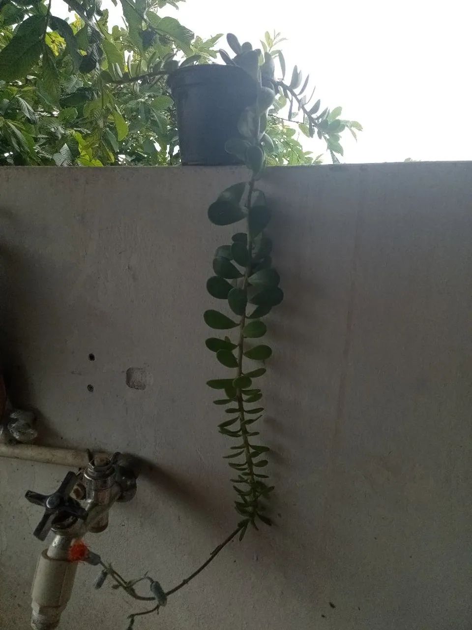 Planta jade pendente kleinia