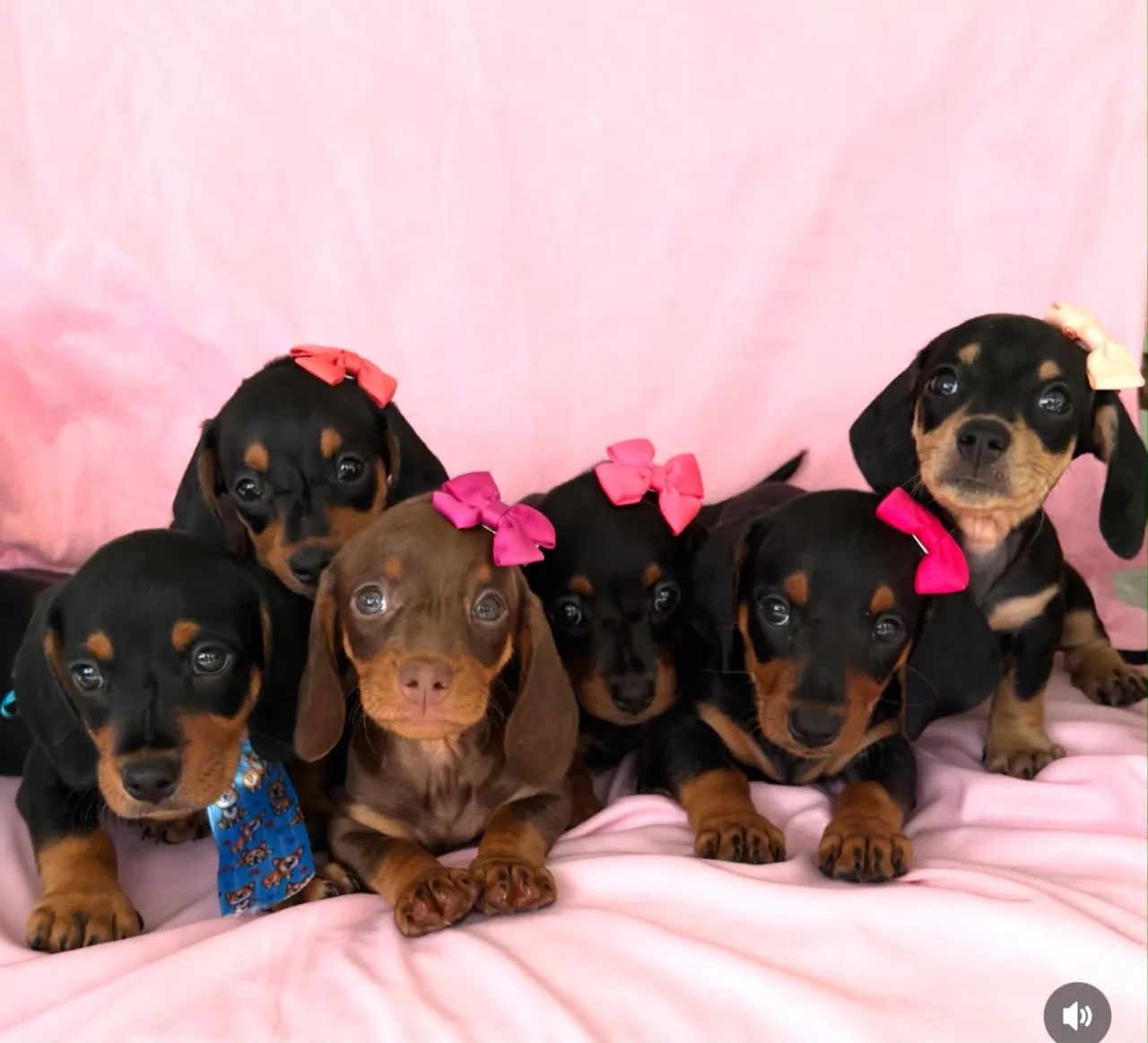 Filhotes de dachshund  - Foto 2