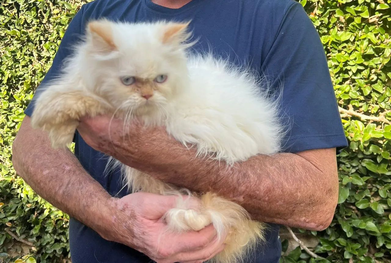 Gato Persa| Fotos, vídeos e valores? Tudo no WhatsApp 