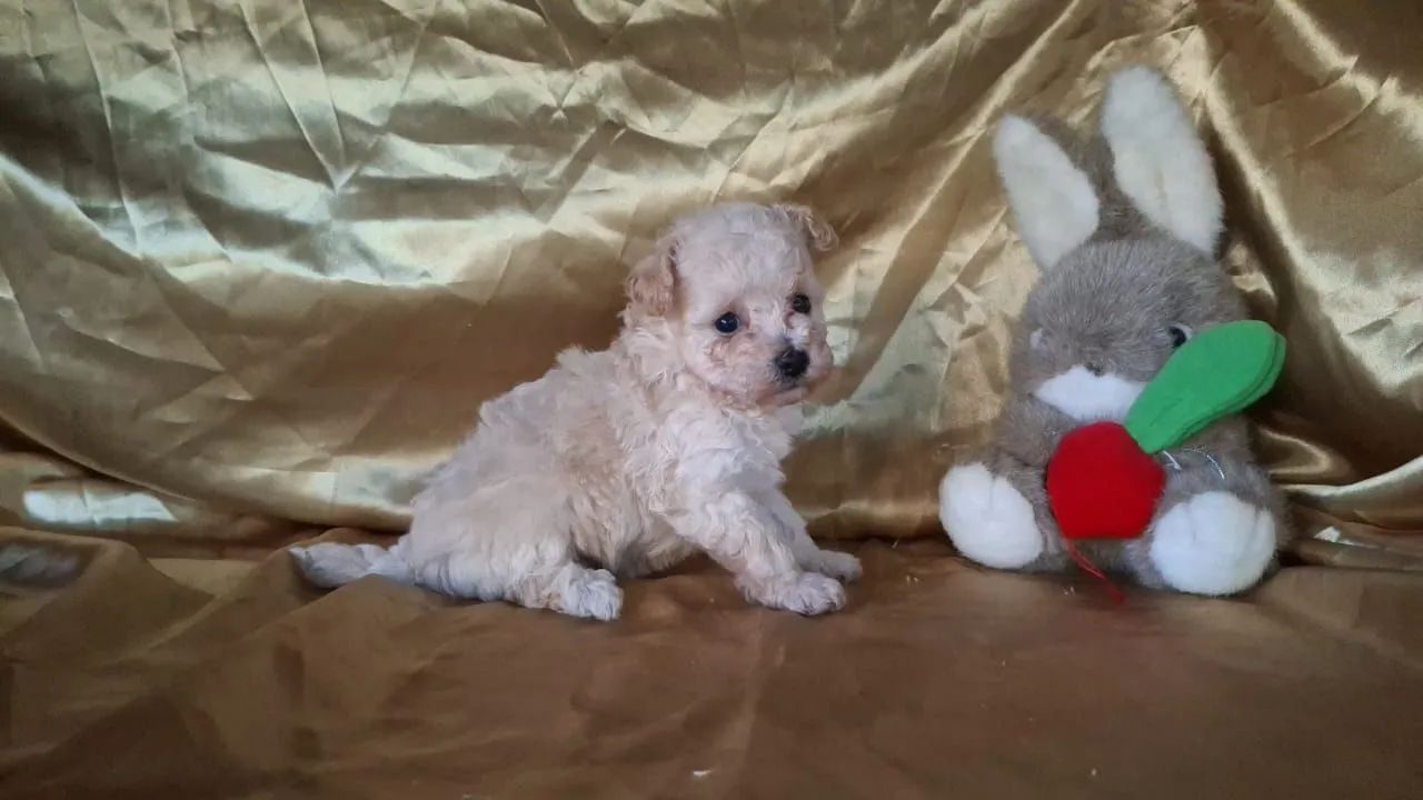 Poodle macho  - Foto 2