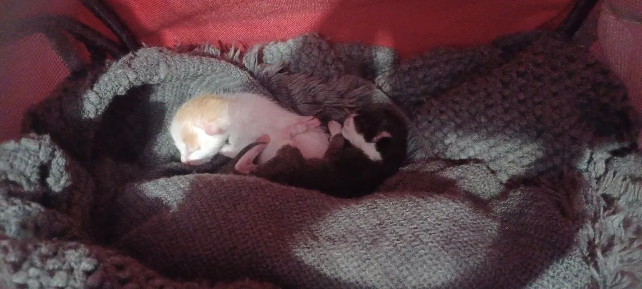 Doação de filhotes de angorá 