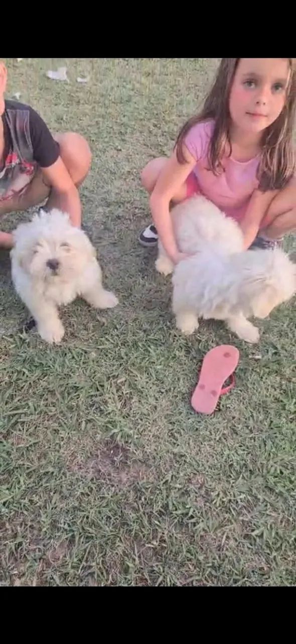 Lhasa apso - Foto 2
