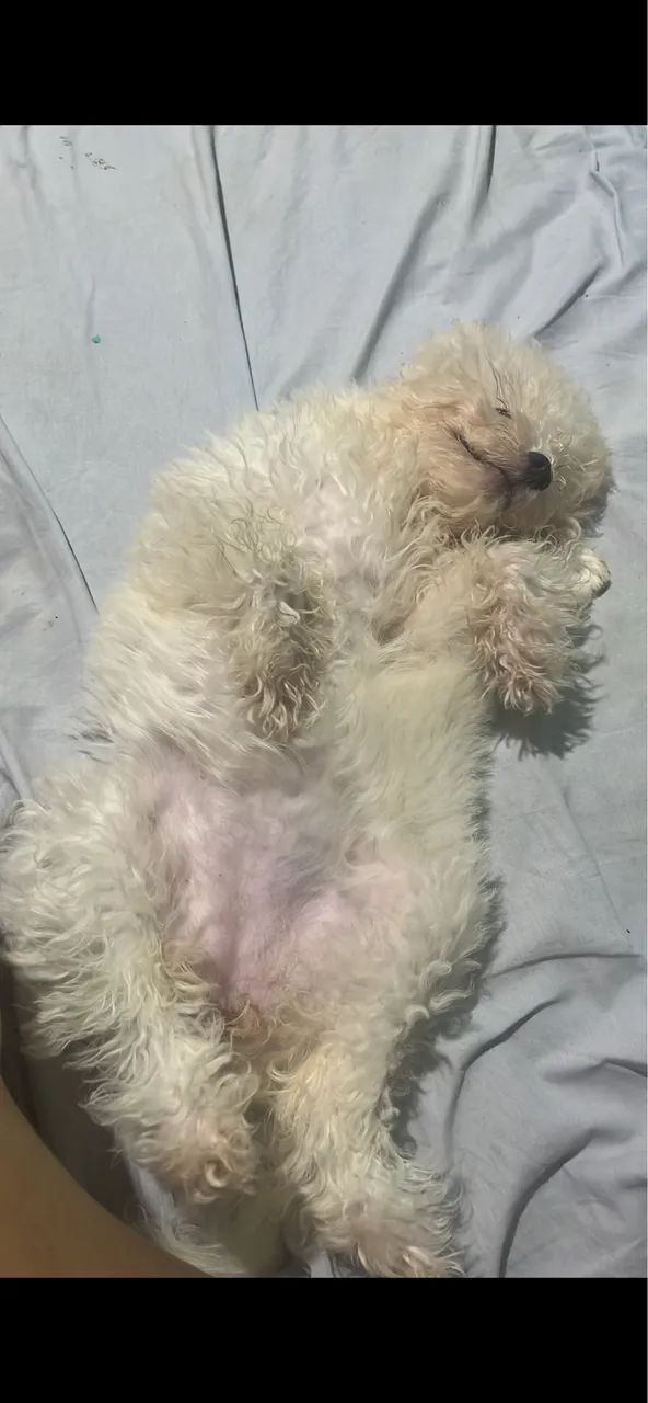Cachorro  - Foto 2