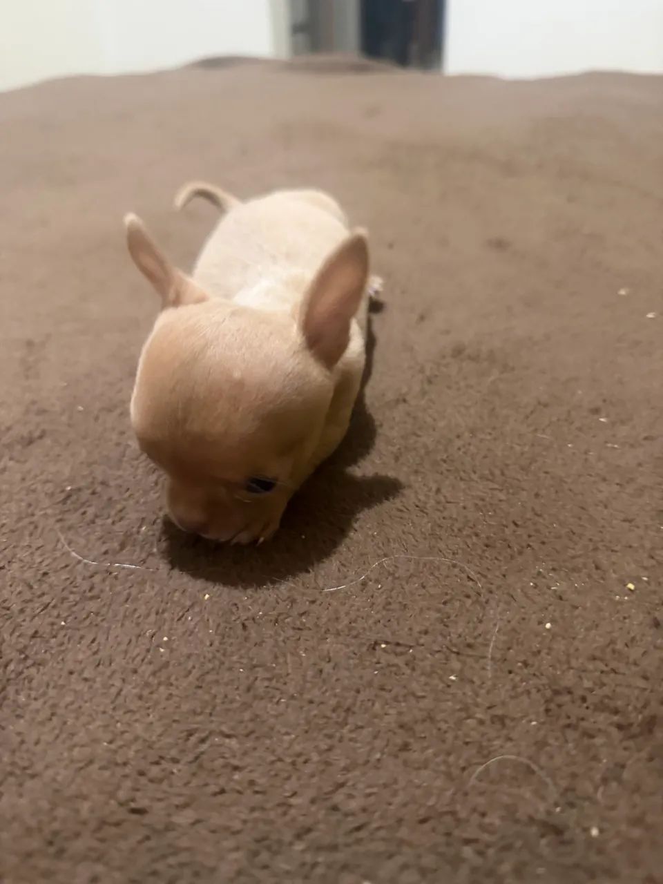 Chihuahua - Foto 5