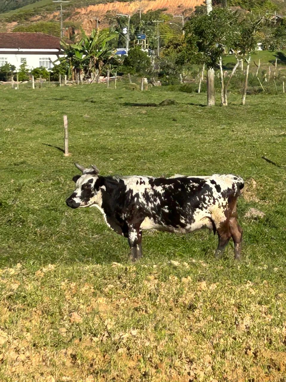 Mini vaca  - Foto 5