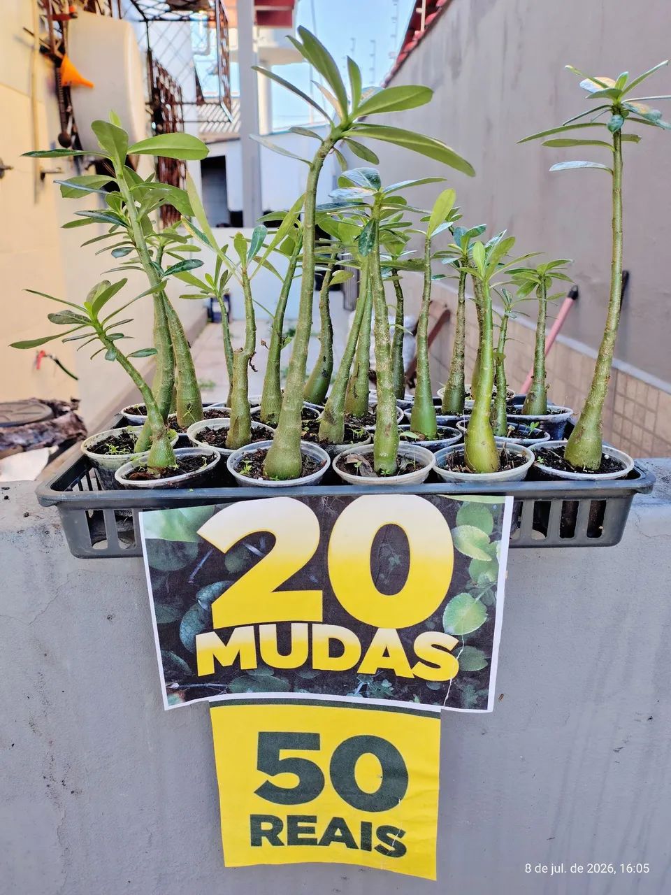 Promoção Rosas do Deserto