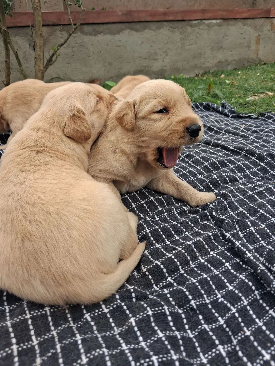 Bebes golden - Foto 5