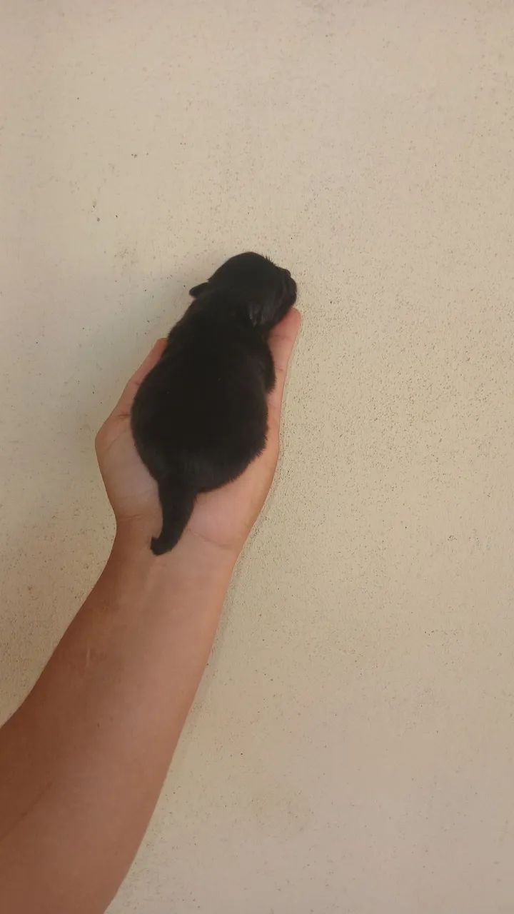 Spitz Alemão  - Foto 3