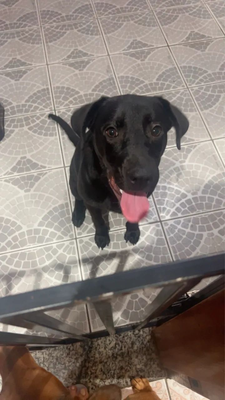 Labradora 9 meses - Foto 3