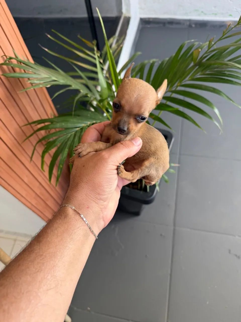 Pinscher fêmea zero  - Foto 3