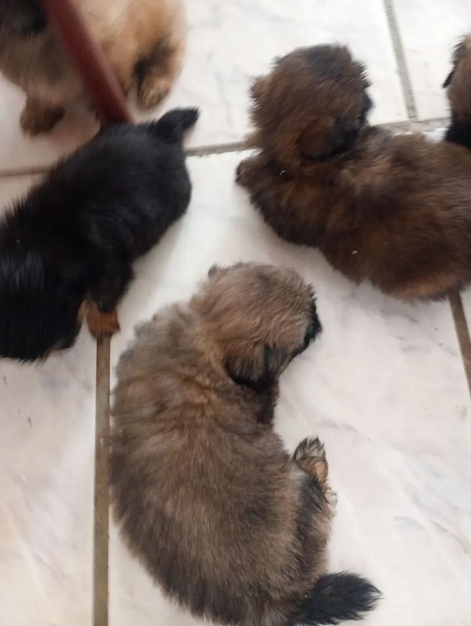Cachorros Ihasa  Apson  - Foto 3