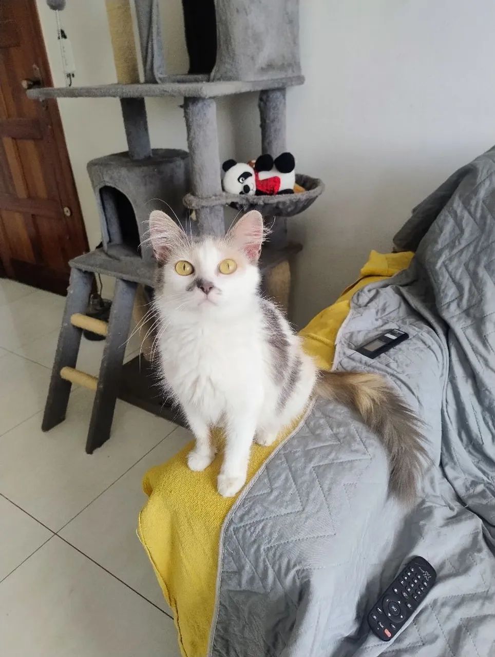 Fêmea peluda castrada adoção responsável 