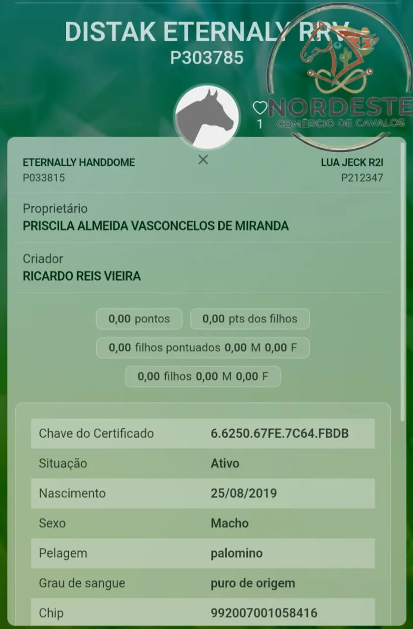 Potro Garanhão Iniciado de Direita - Foto 5