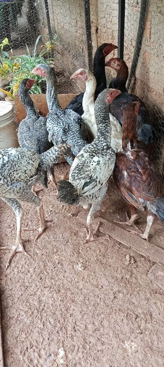 Frango caipira  - Foto 3