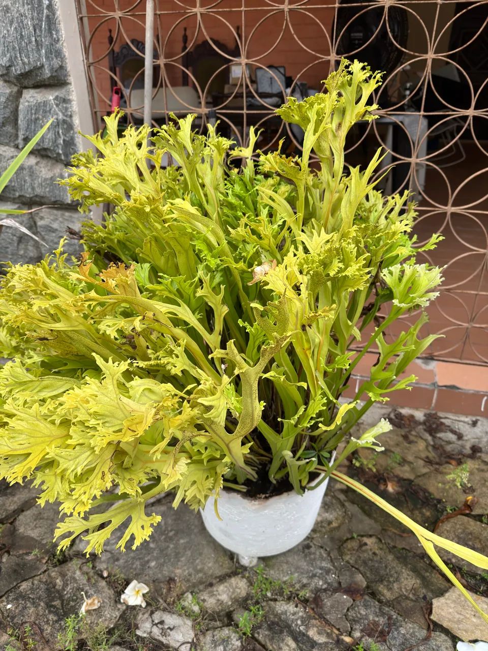 Plantas variadas com vaso incluso !  - Foto 5