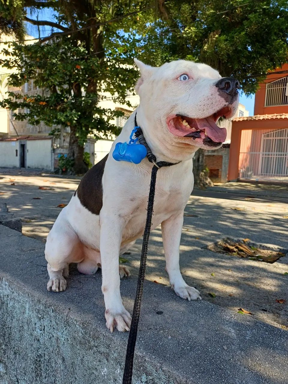 Adoção de pitbull - Foto 2