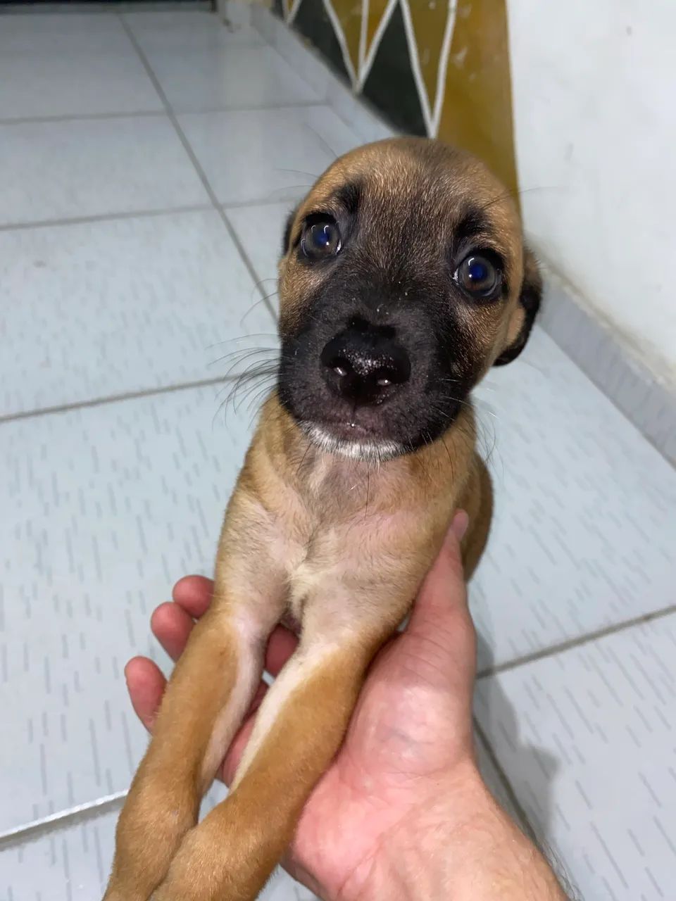 ADOÇÃO RESPONSÁVEL  - Foto 2