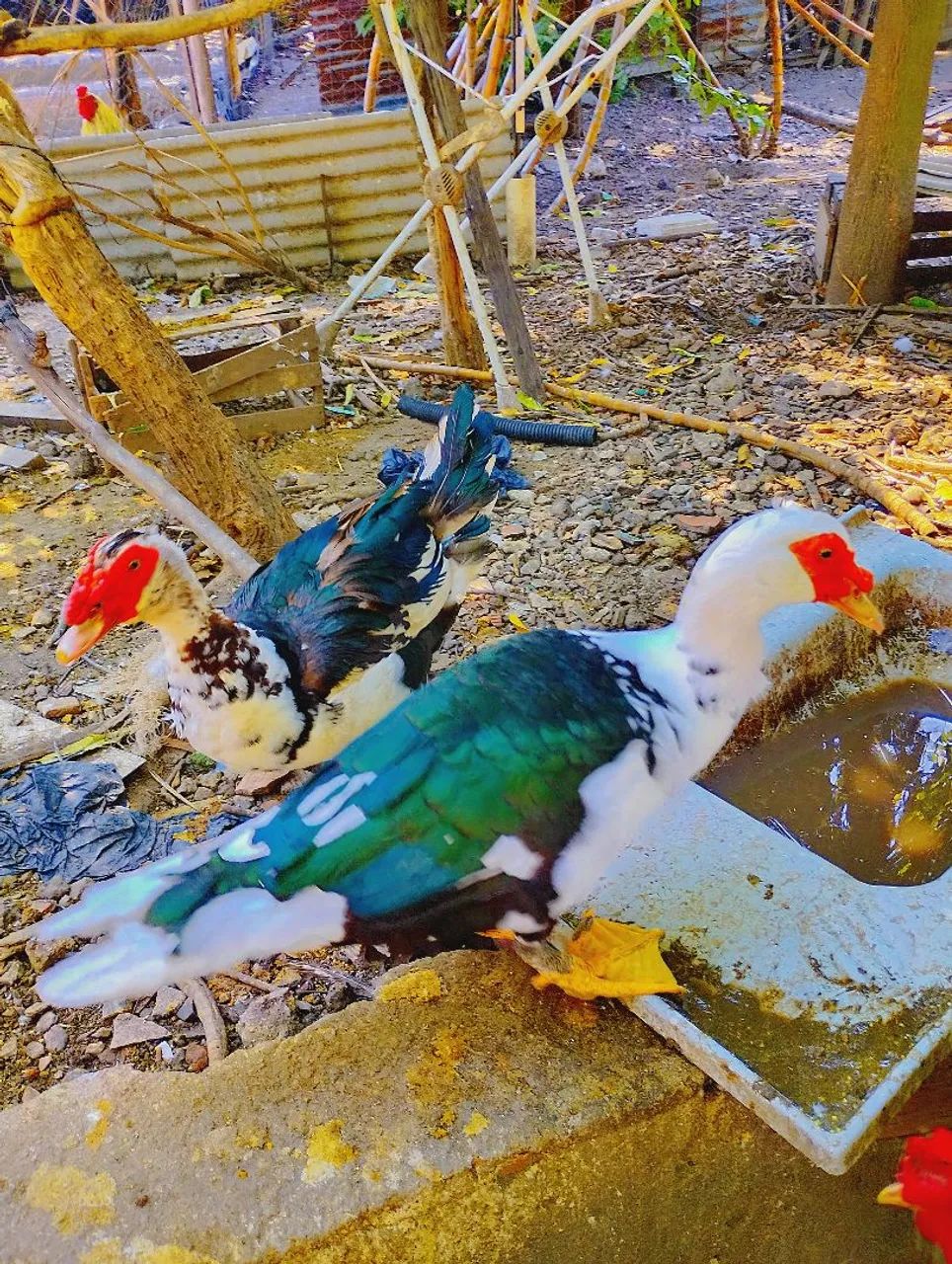 Patos !