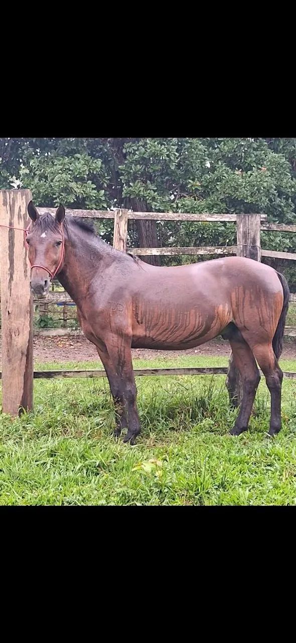 Cavalo manga larga Machador 