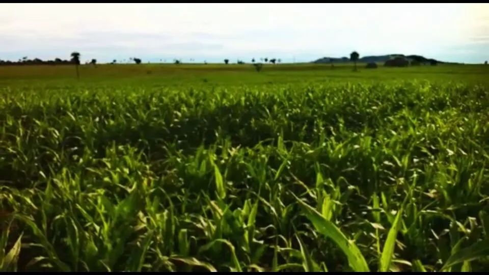 Fazenda top em Minas Gerais  - Foto 2