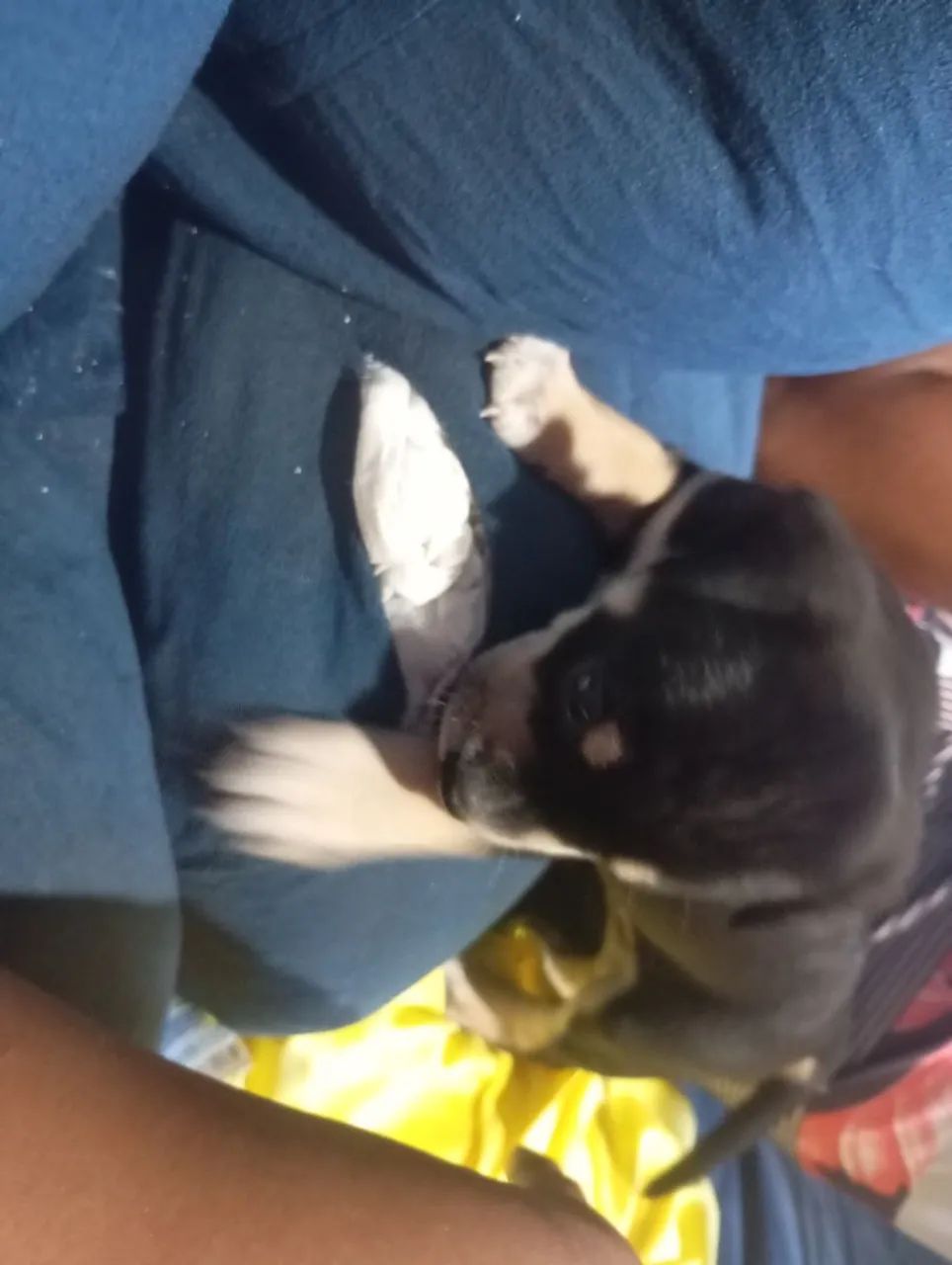 Estou vendendo esse cachorro  - Foto 3