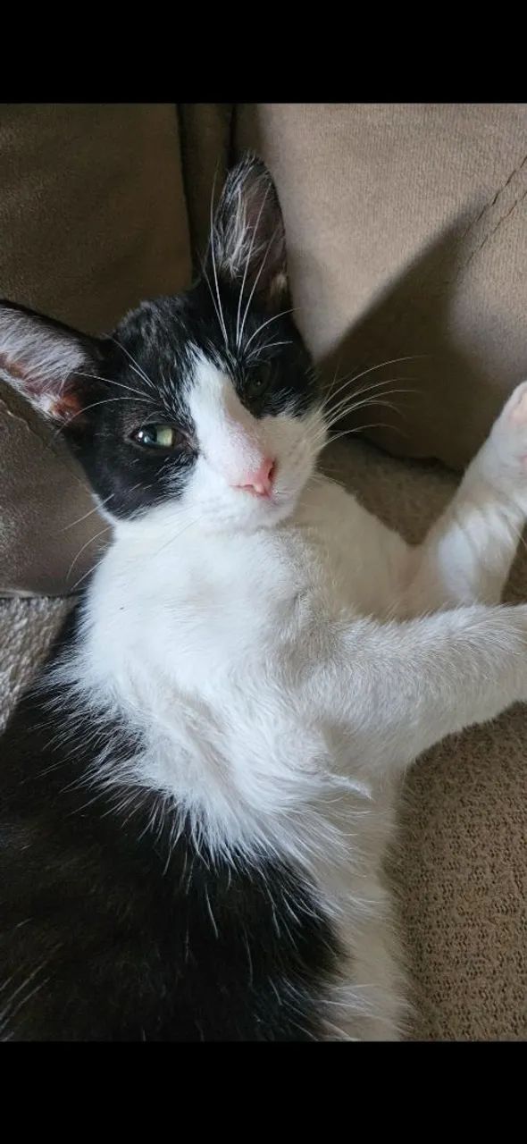 URGENTE - Gata fêmea para doação - Foto 3