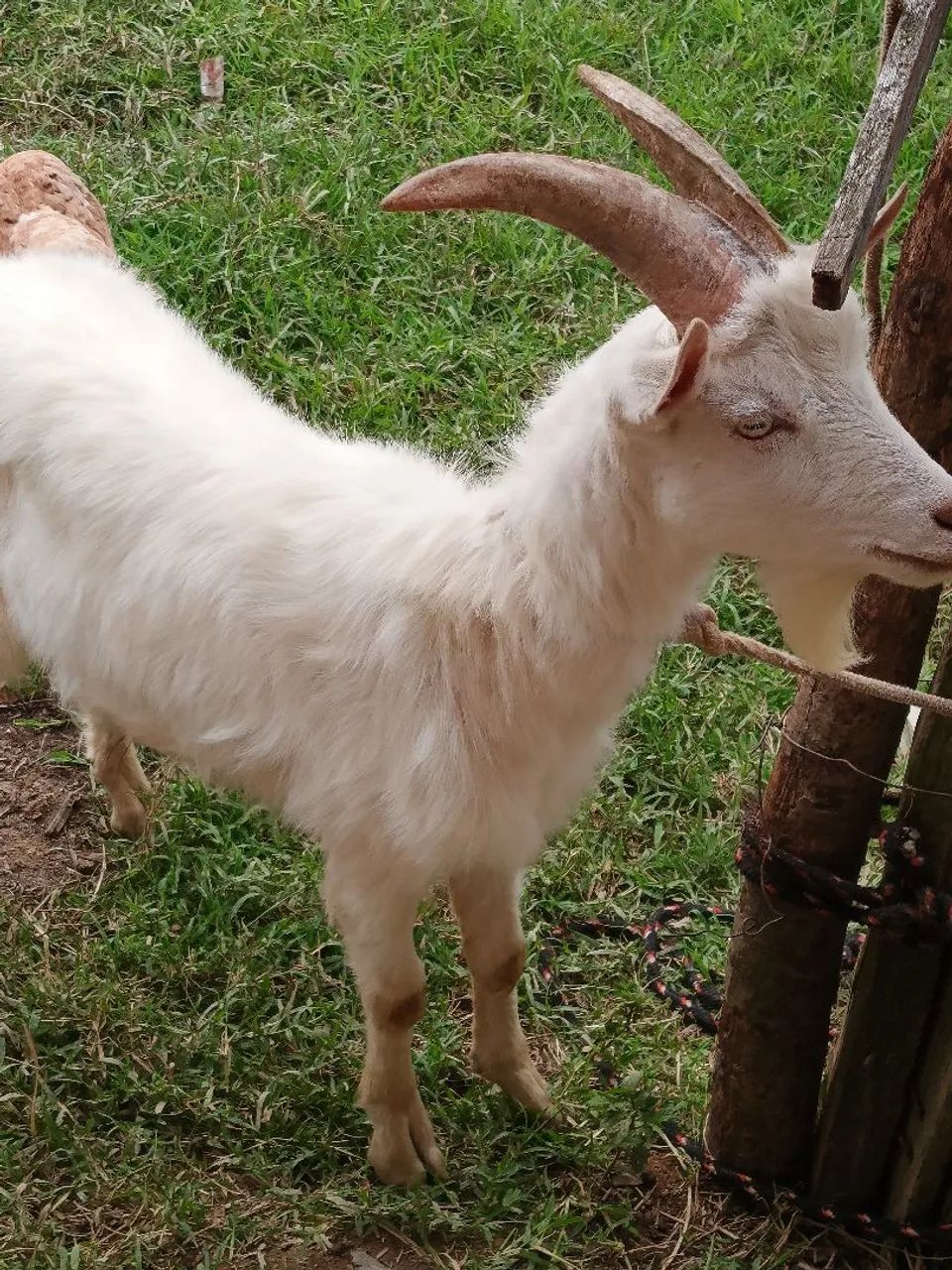 Cabrito sannen  - Foto 2