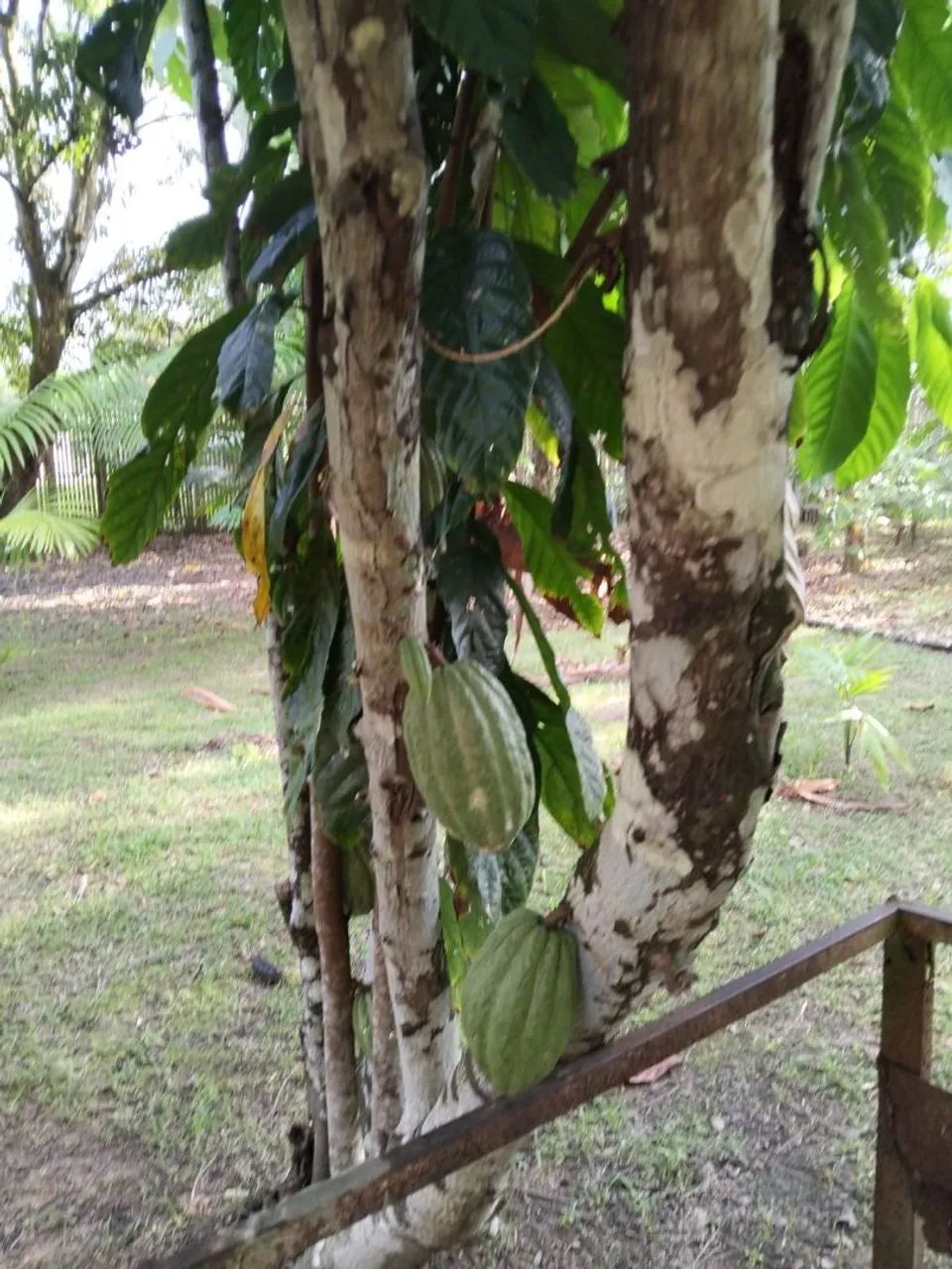 Terreno ariramba mosqueiro - Foto 3