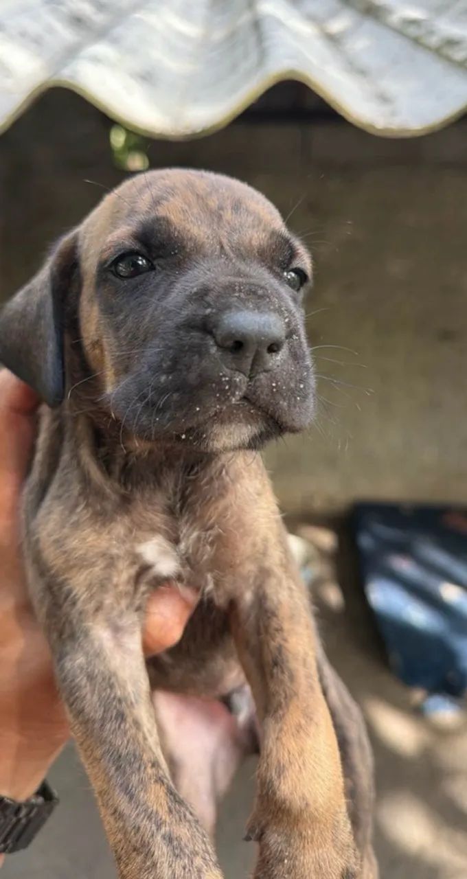 Fila brasileiro