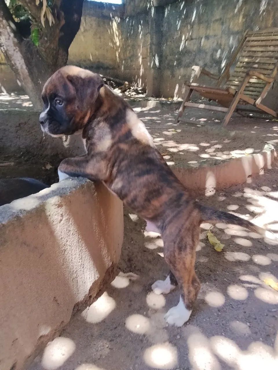 FILHOTES DE BOXER À VENDA - Foto 2