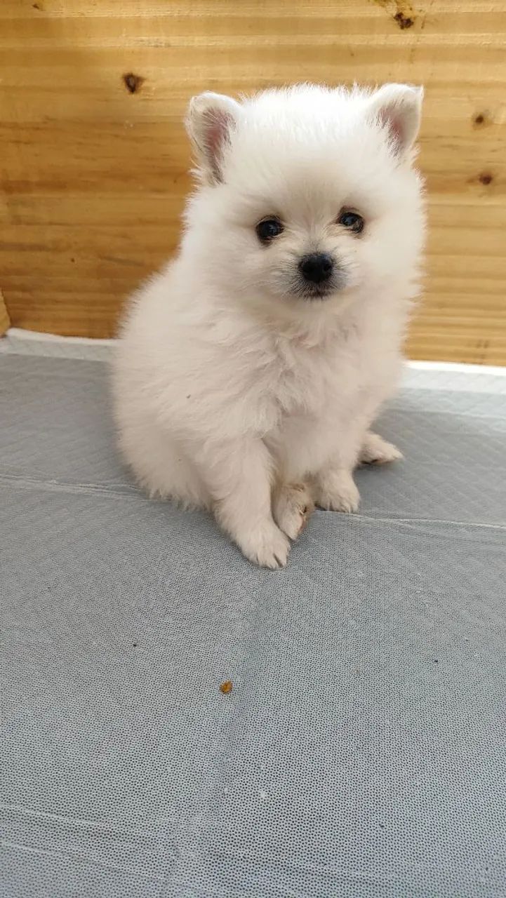 Spitz Alemão  - Foto 4