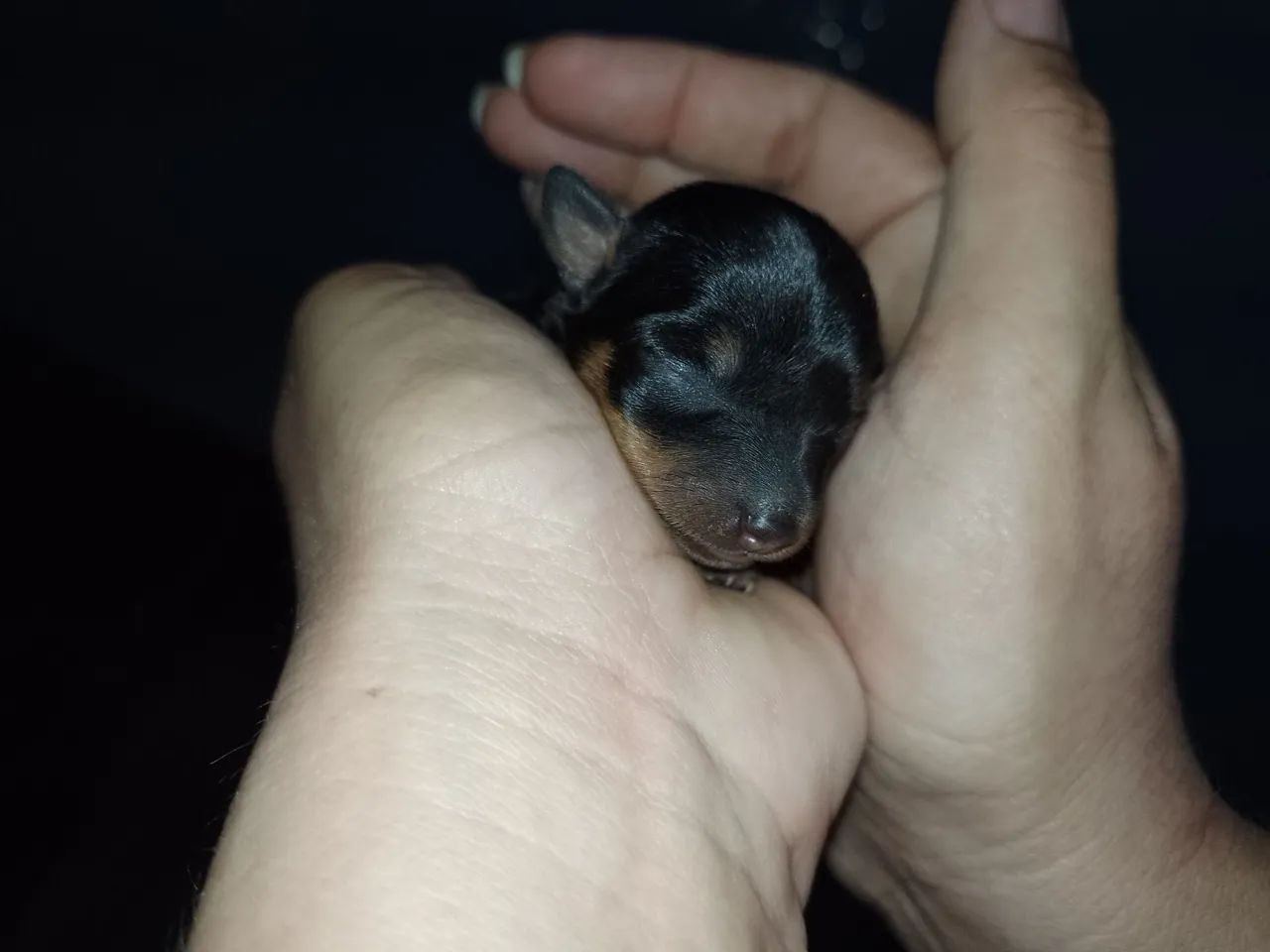 Pincher  - Foto 2