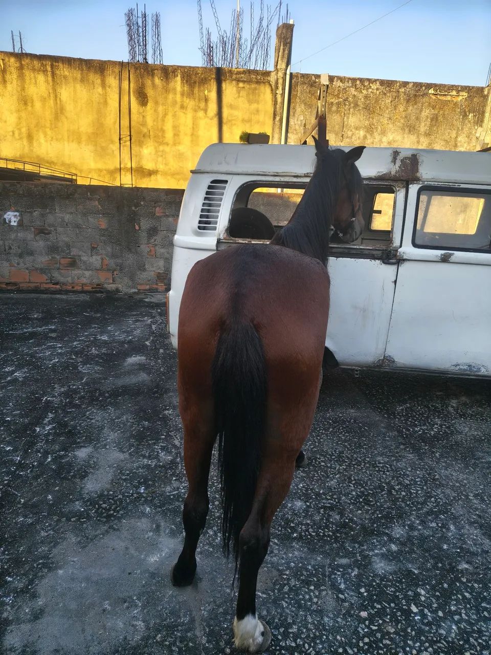 Égua macha picada - Foto 3