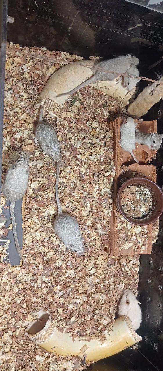 Gerbil 