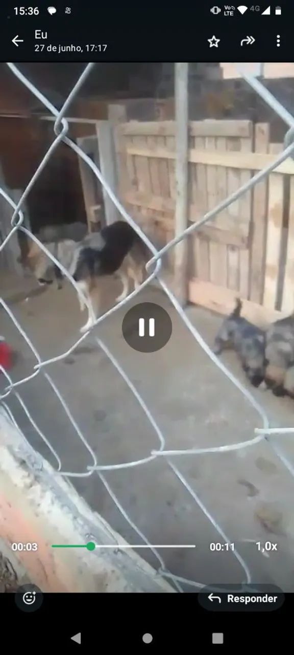 Pastor alemão  - Foto 3