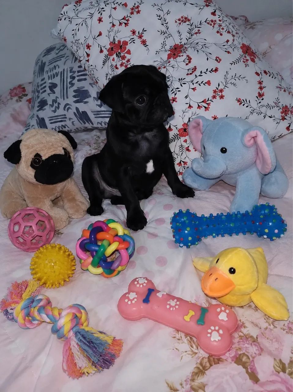 PUG machinho  - Foto 2