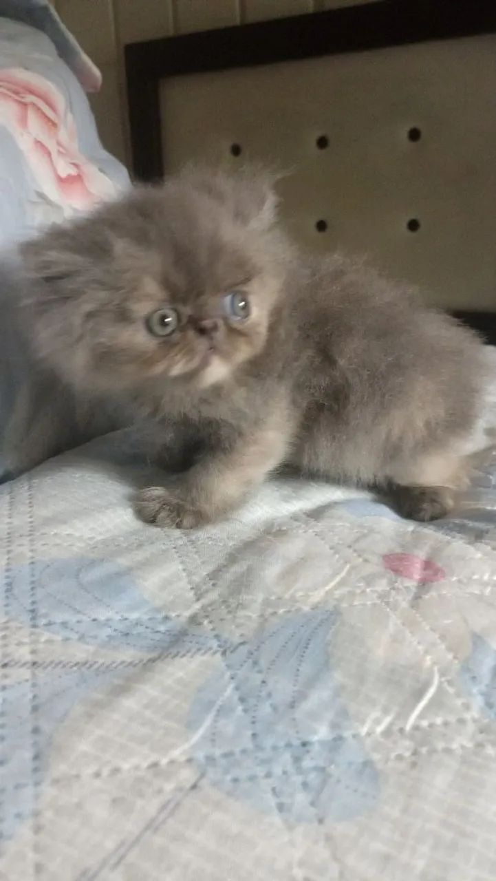 Vendo filhotes de gato persa - Foto 5