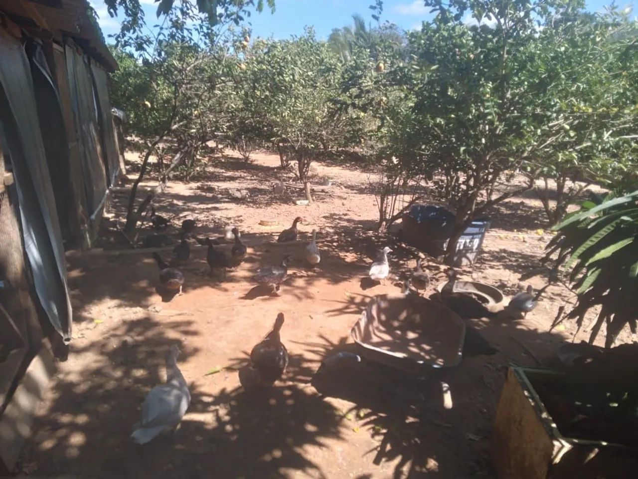 Vende-se Patos - Foto 3