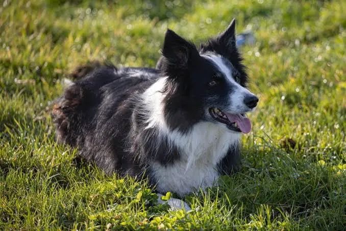 Cuidador de cães ratones