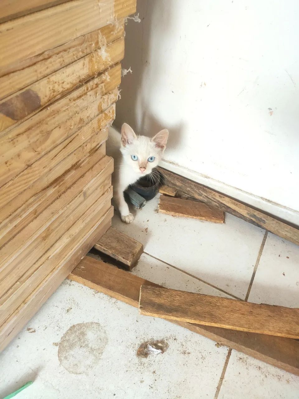 Gatinha disponível para adoção responsável  - Foto 2