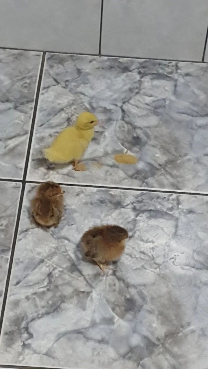 Pato e Pintinhos