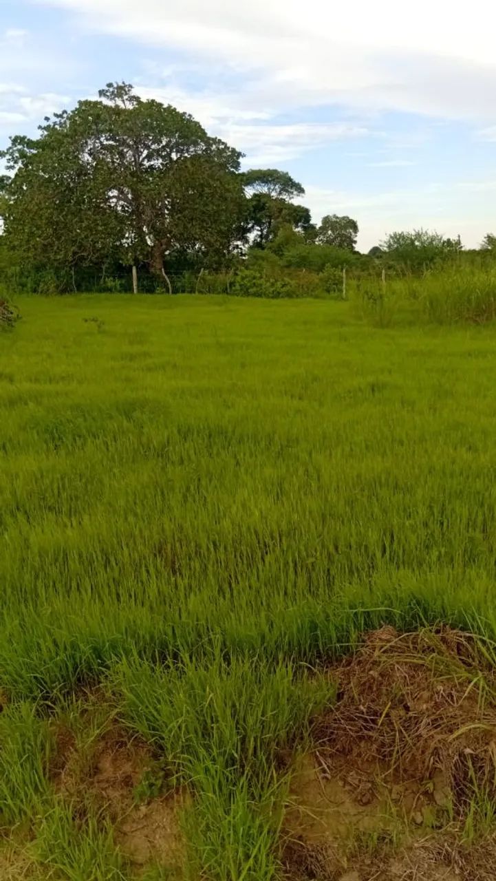 Vendemos um sitio - Foto 4