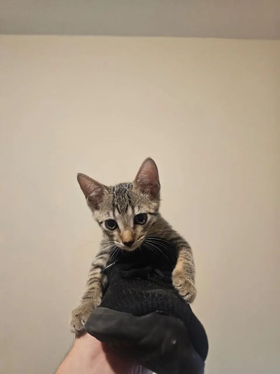 ADOTE A GATINHA - Foto 2